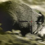 Sanglier dans le viseur