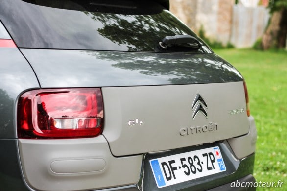 hayon C4 Cactus